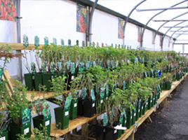 Garden Centre
