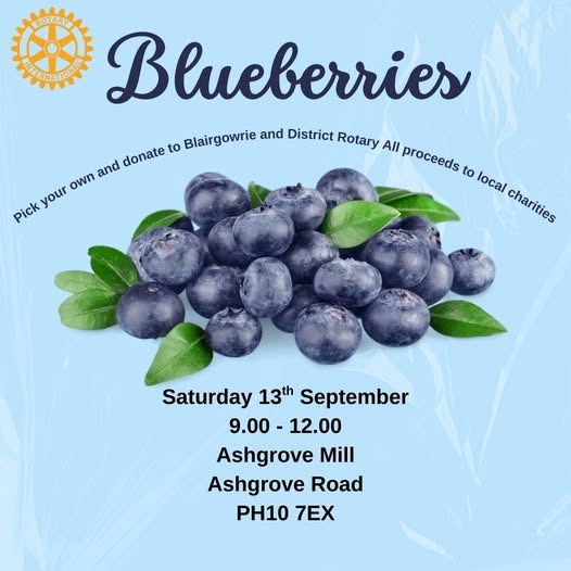 Pick your own Blueberries - Blairgowrie & District Rotary